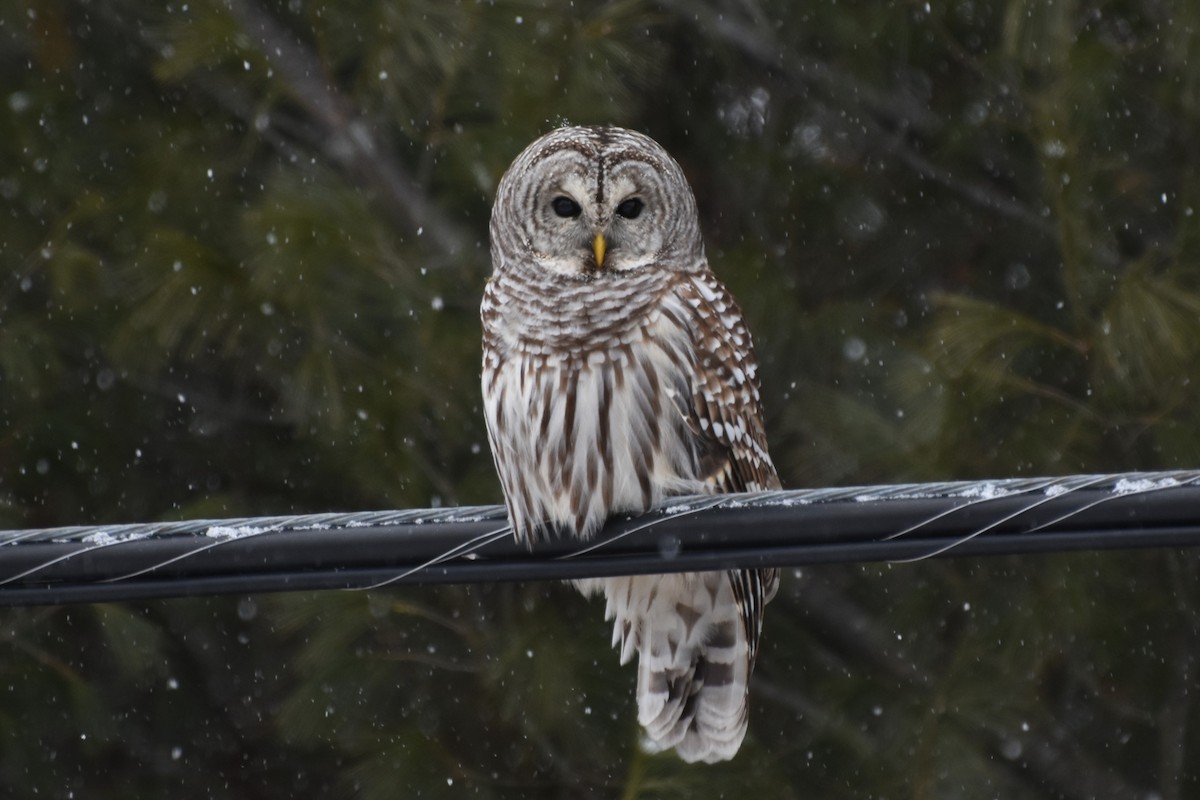 アメリカフクロウ - ML647371275