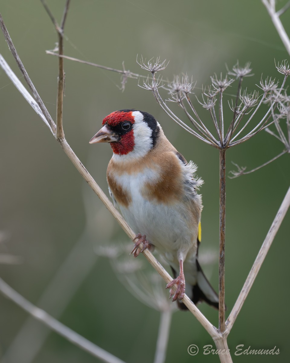 ゴシキヒワ - ML647371276