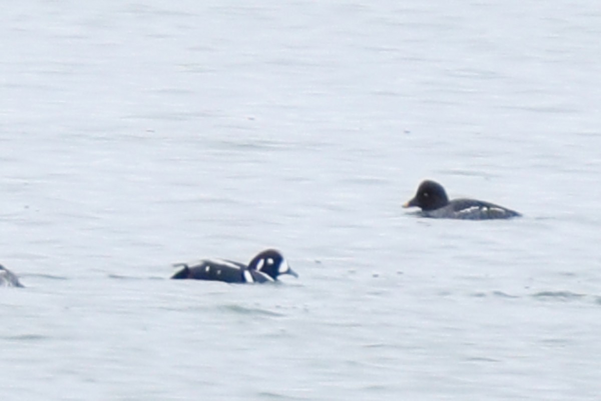 シノリガモ - ML647371277