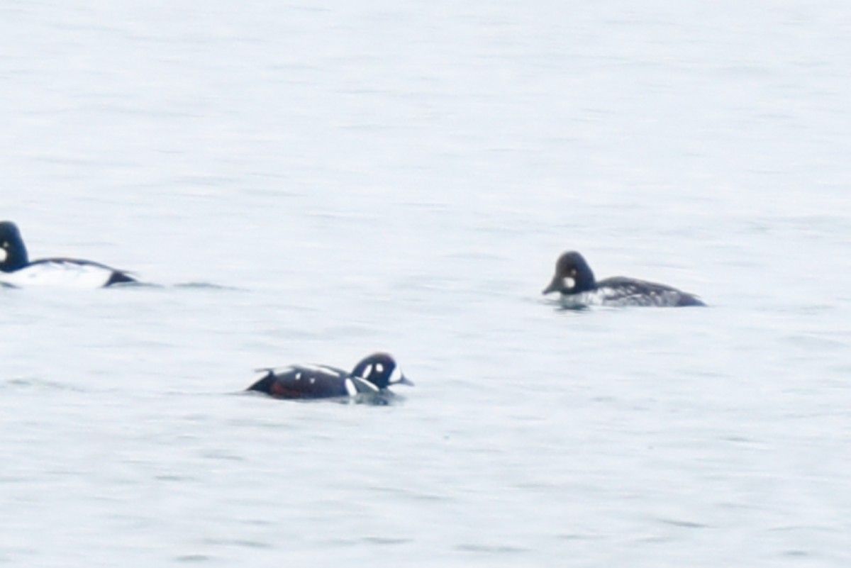 シノリガモ - ML647371278