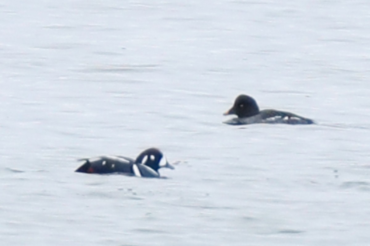 シノリガモ - ML647371279