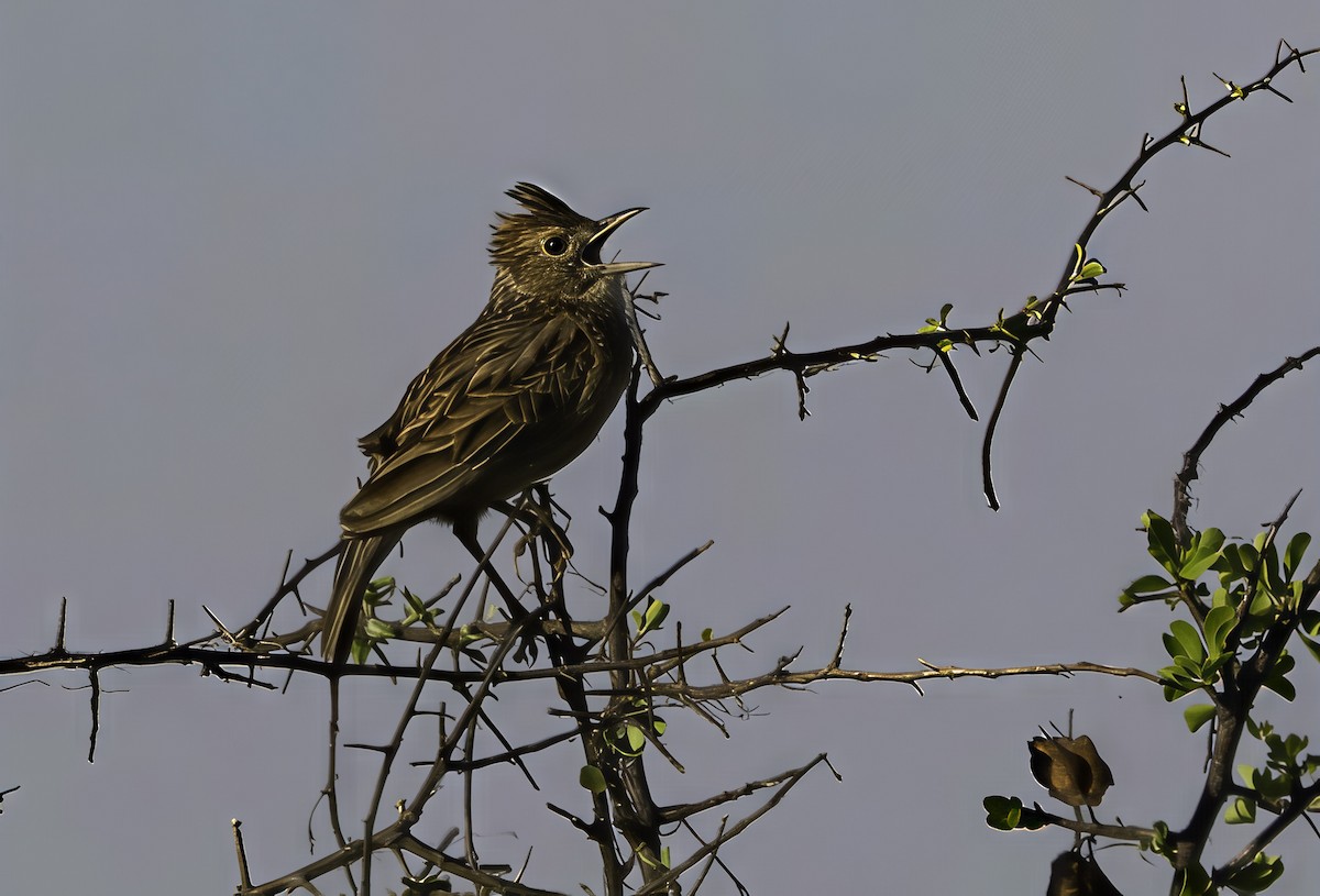Rufous-naped Lark (Rufous-naped) - ML647371280