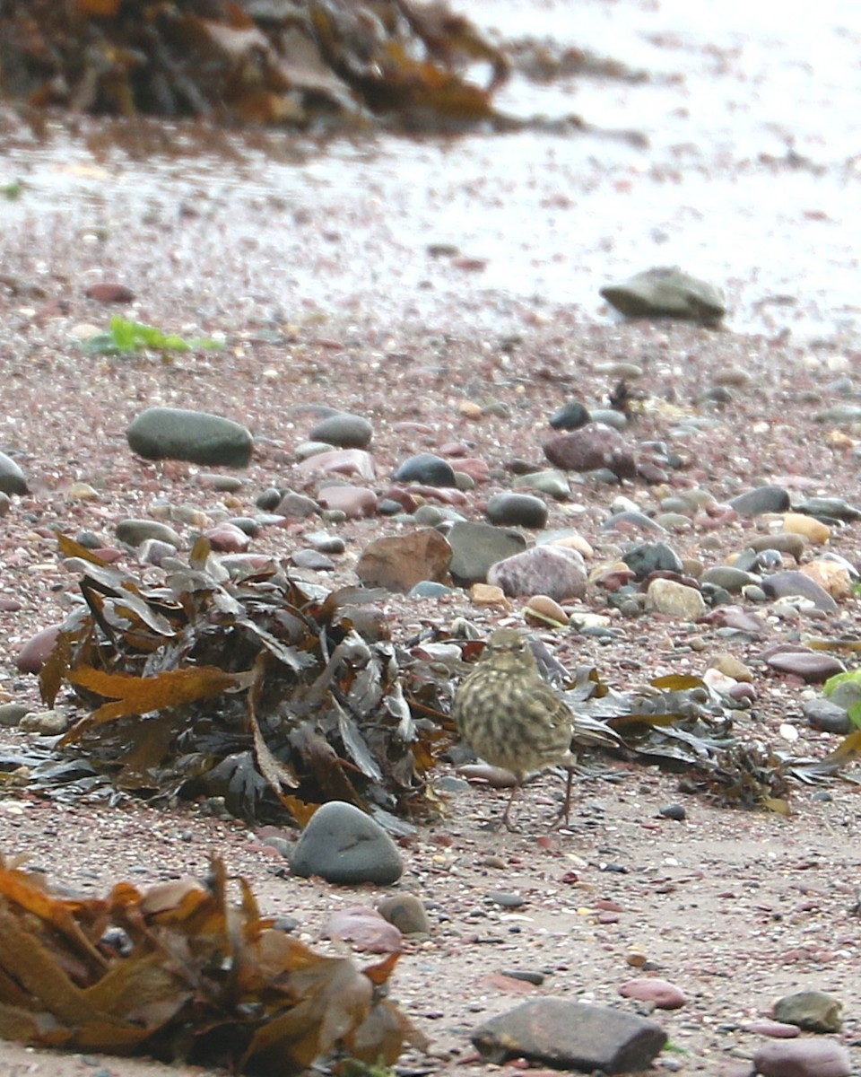 ニシヨーロッパタヒバリ - ML647371281