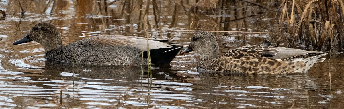 オカヨシガモ - ML647371283