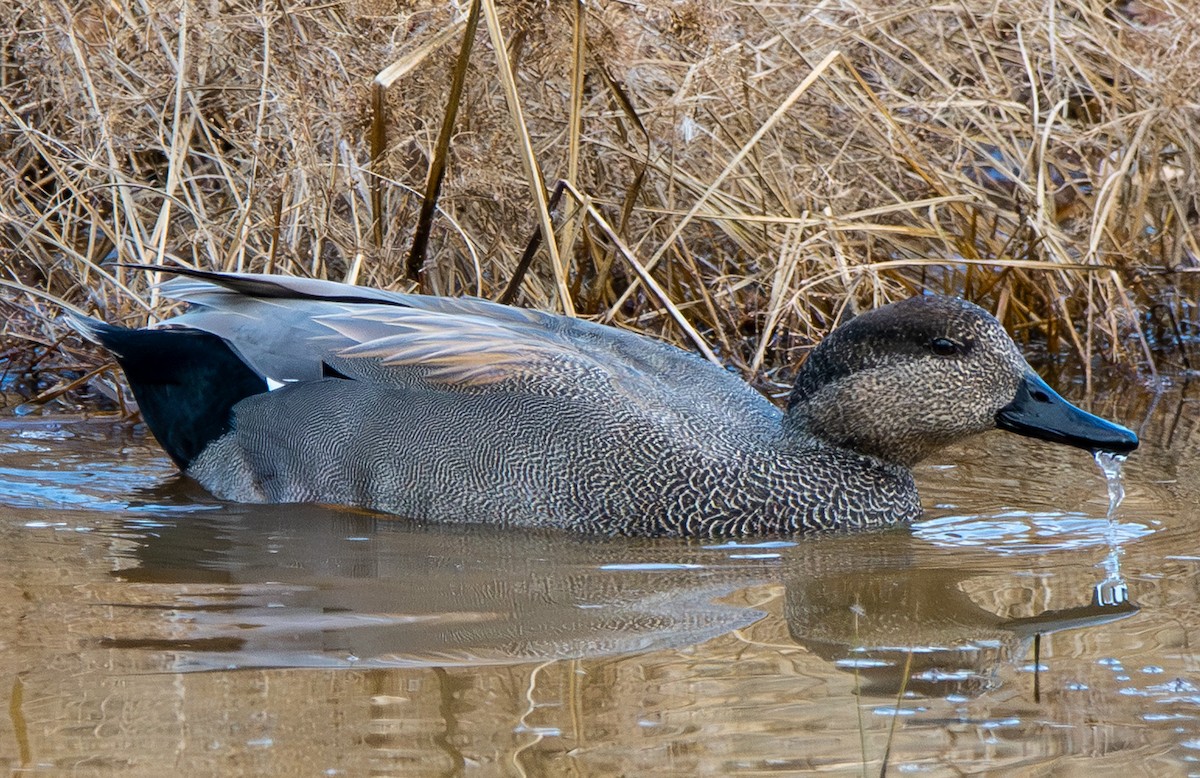 オカヨシガモ - ML647371284