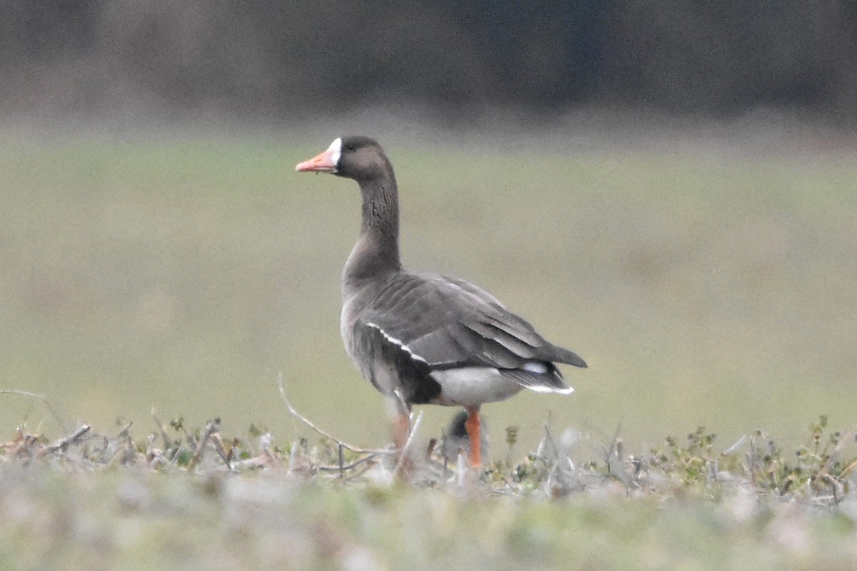 マガン - ML647371285