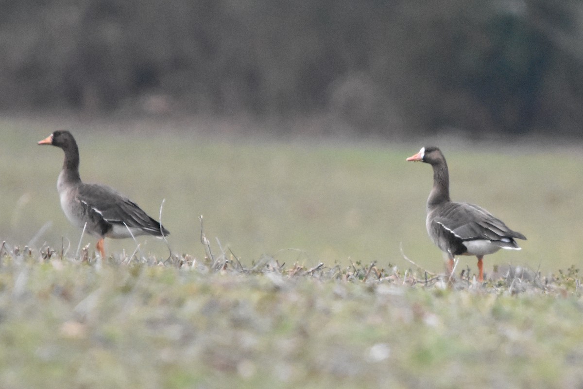 白額雁 - ML647371286