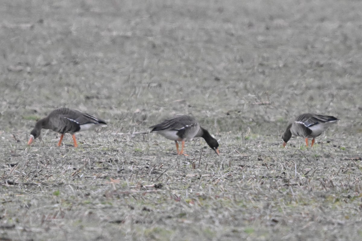 白額雁 - ML647371287