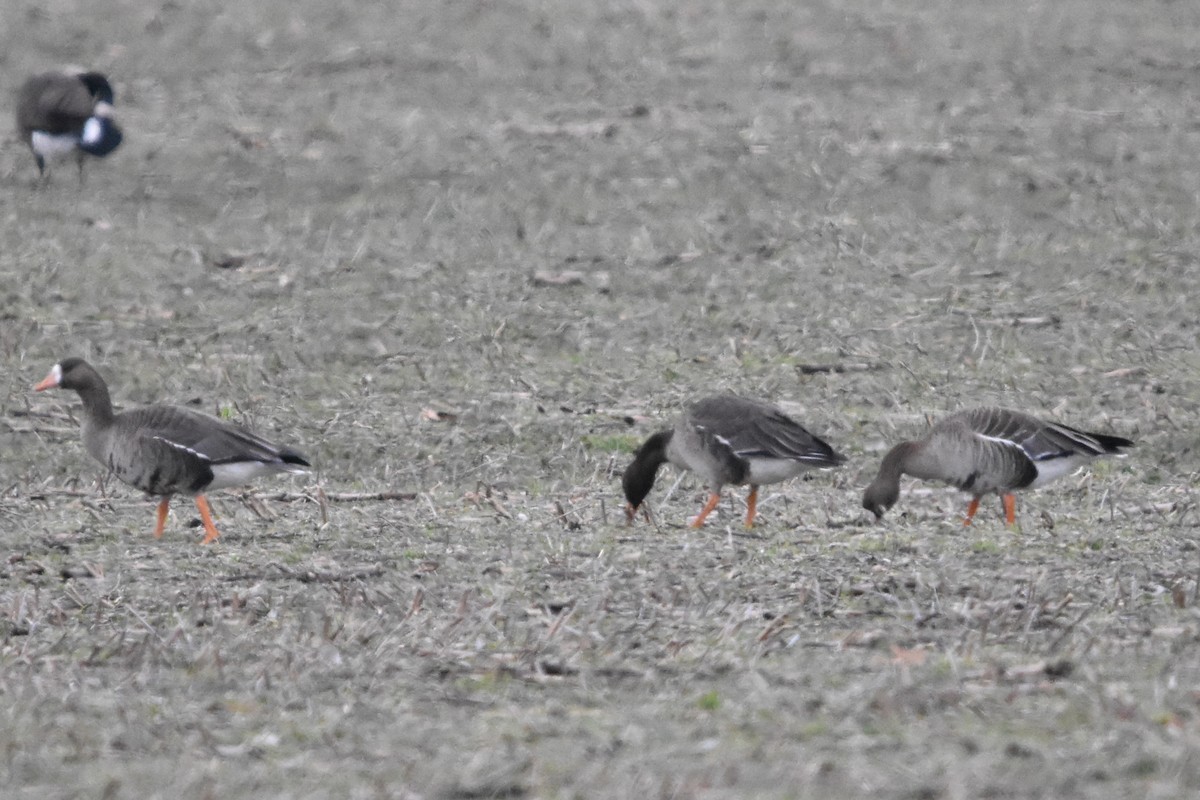 白額雁 - ML647371288