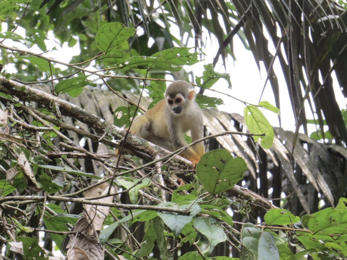 Humboldt's Squirrel Monkey - ML647371291