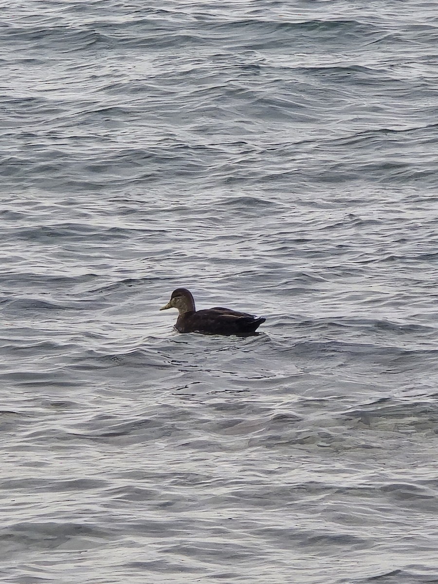 American Black Duck - ML647371293
