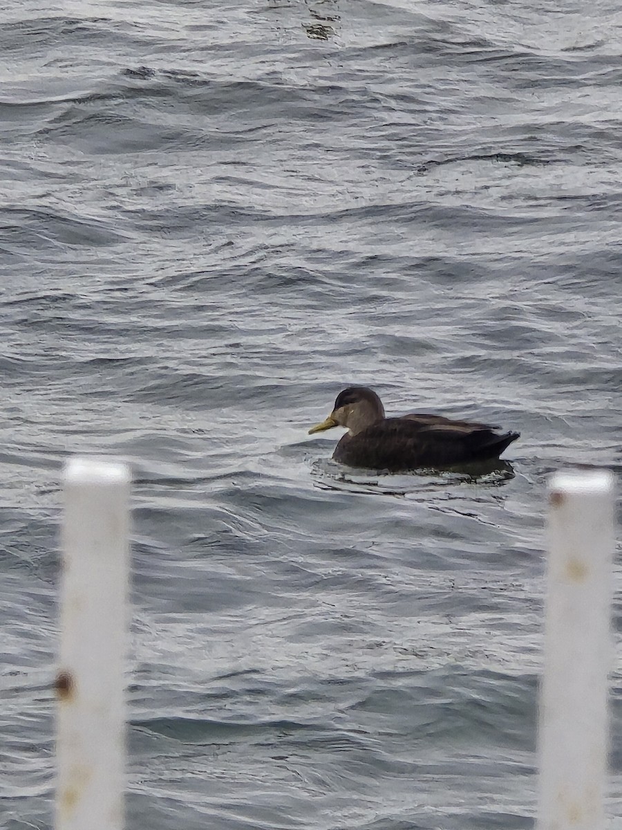 American Black Duck - ML647371294
