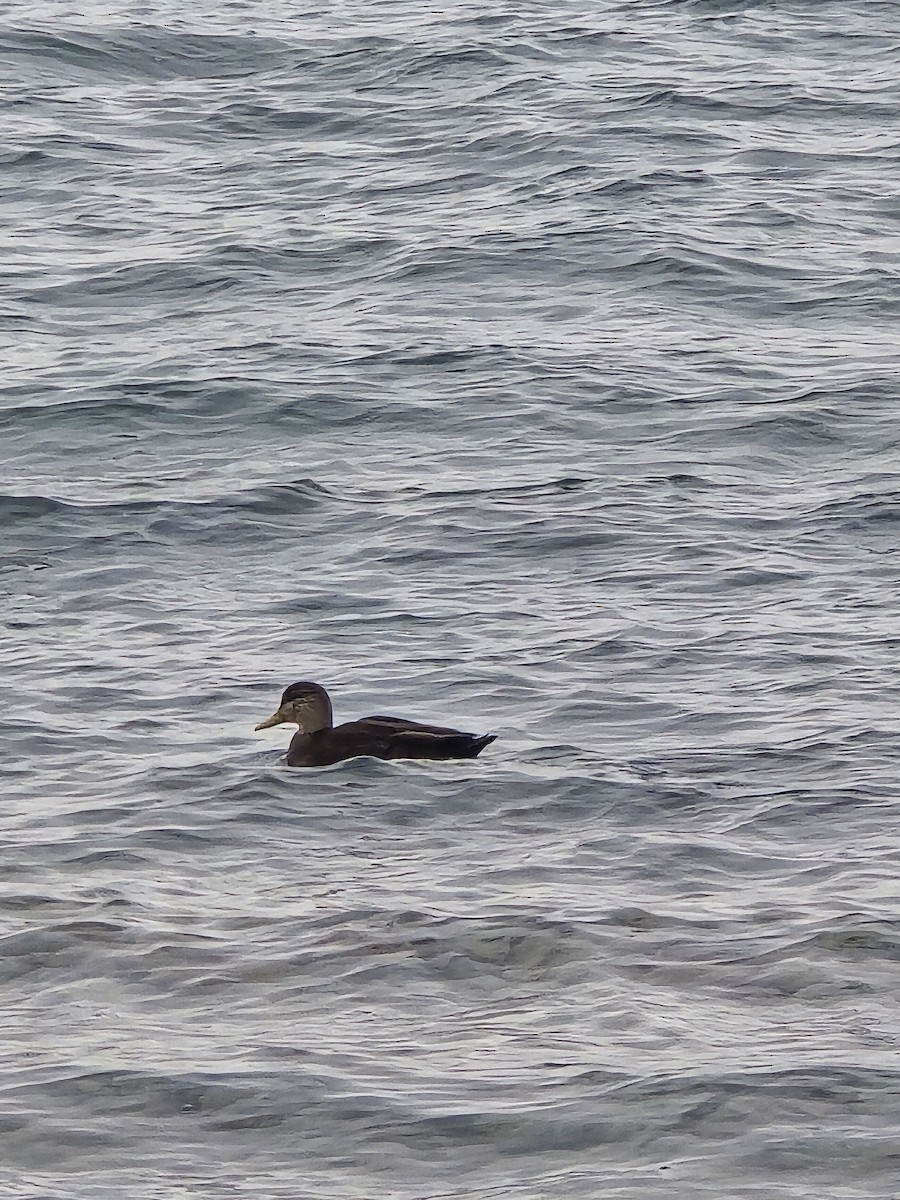 American Black Duck - ML647371295