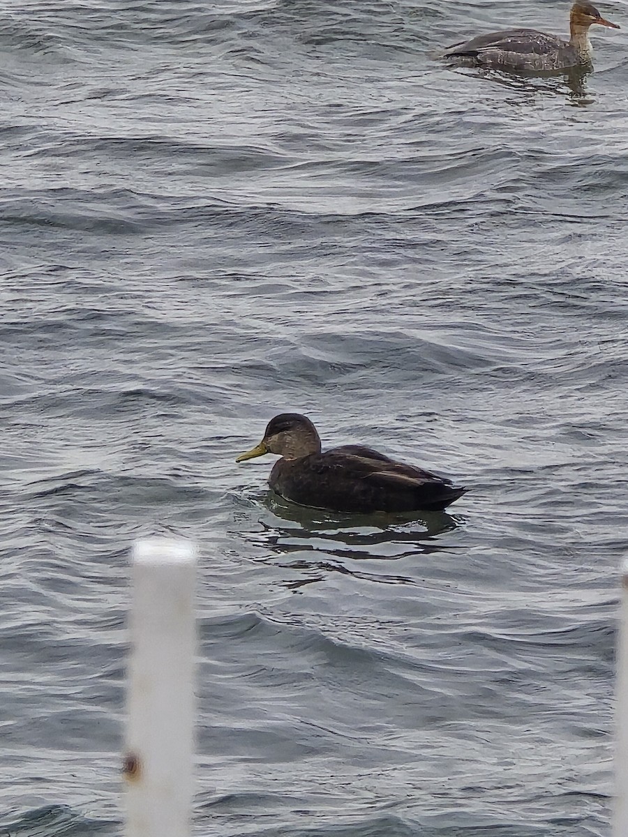 American Black Duck - ML647371296