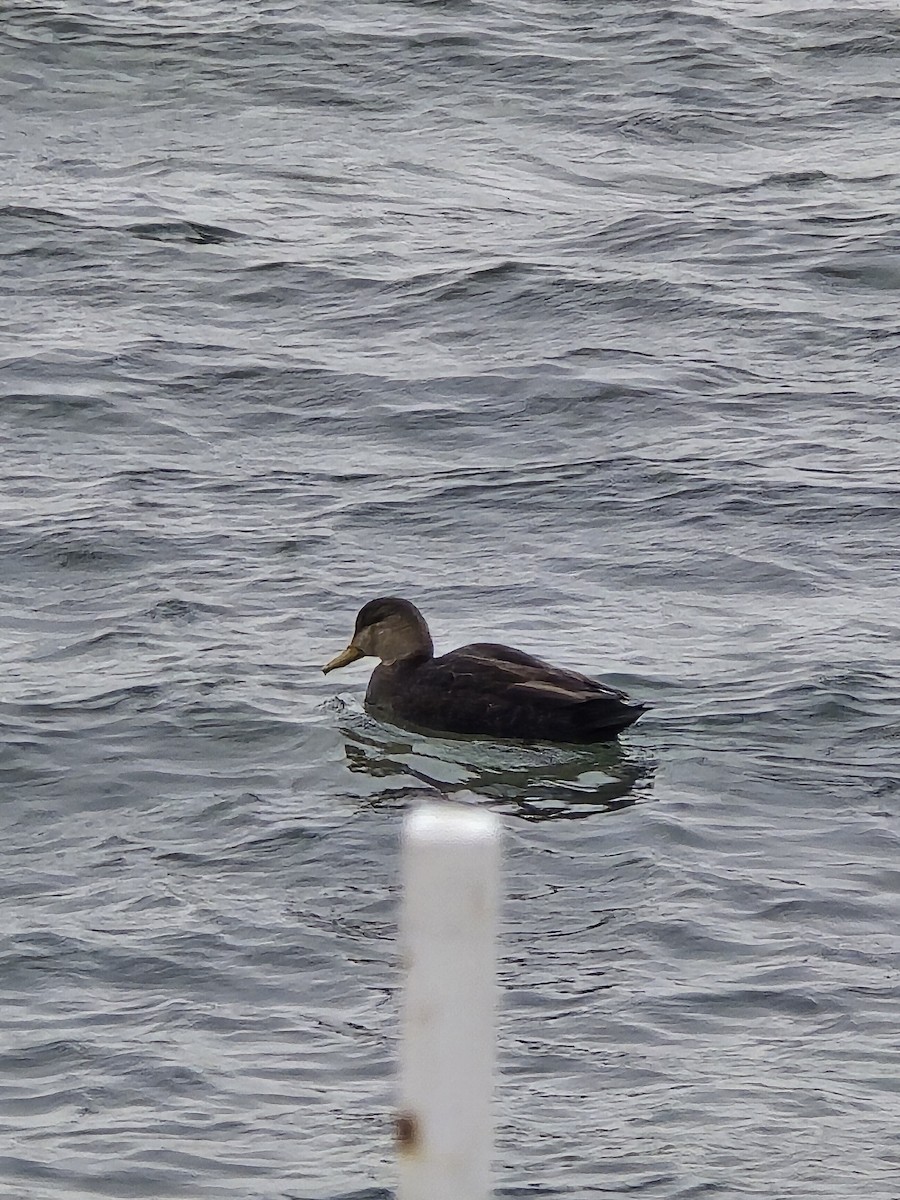American Black Duck - ML647371297
