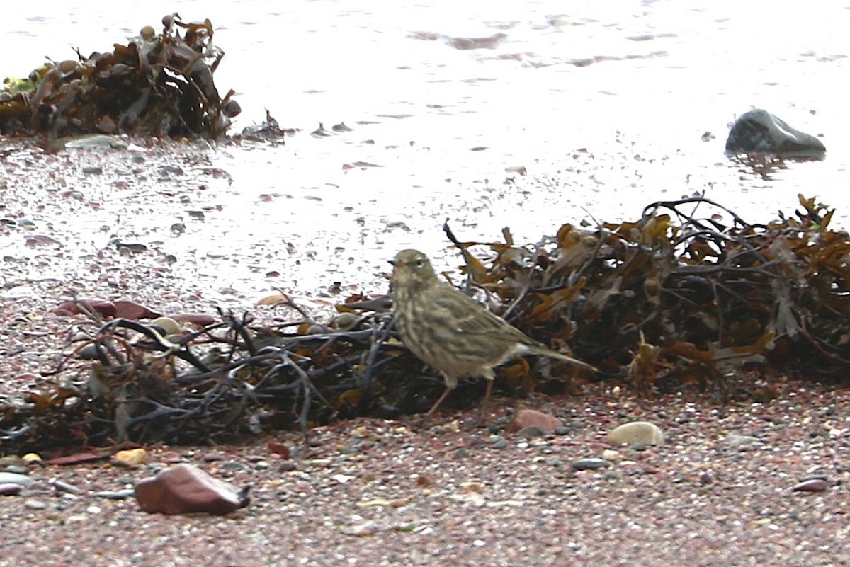 Bisbita Costero - ML647371299