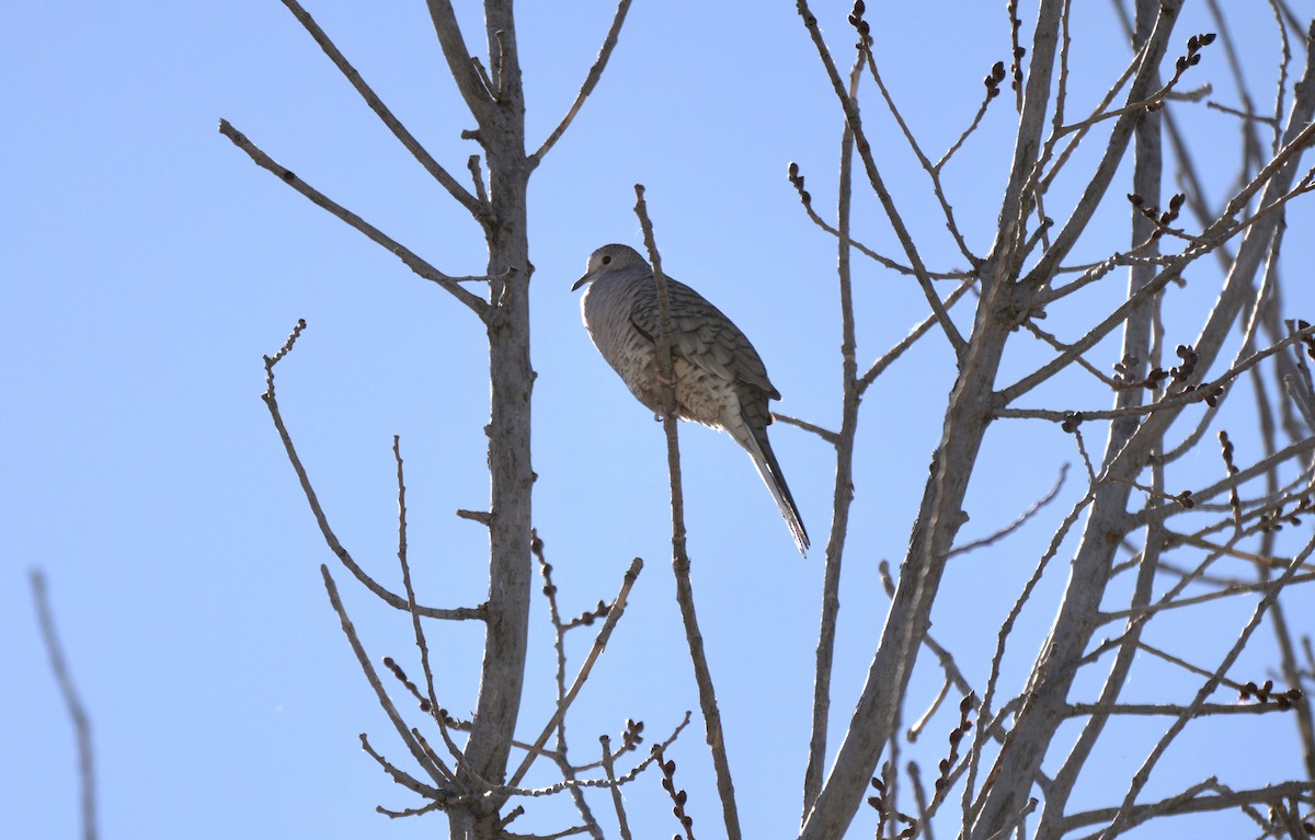 Tortolita Mexicana - ML647371305