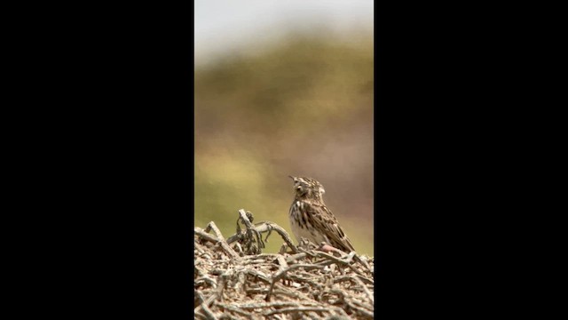 Перуанский конёк - ML647371308