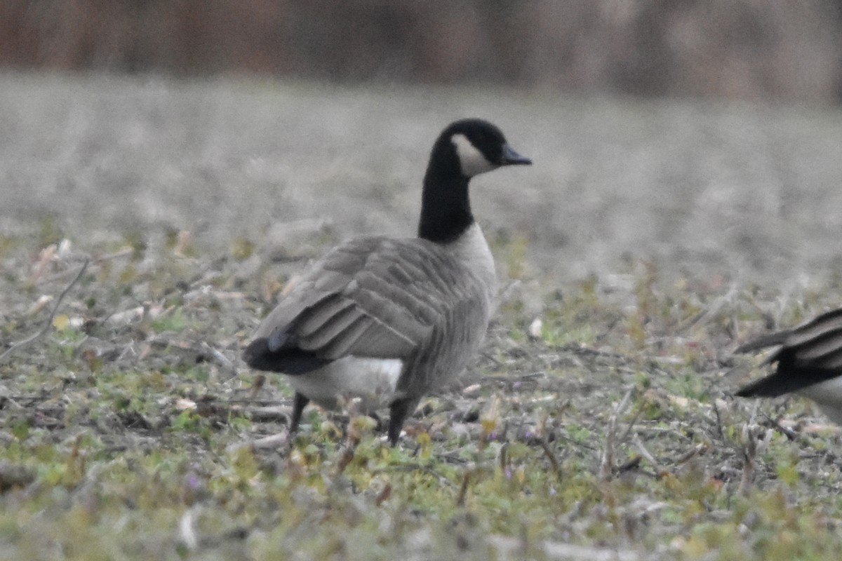 Cackling Goose (Richardson's) - ML647371309