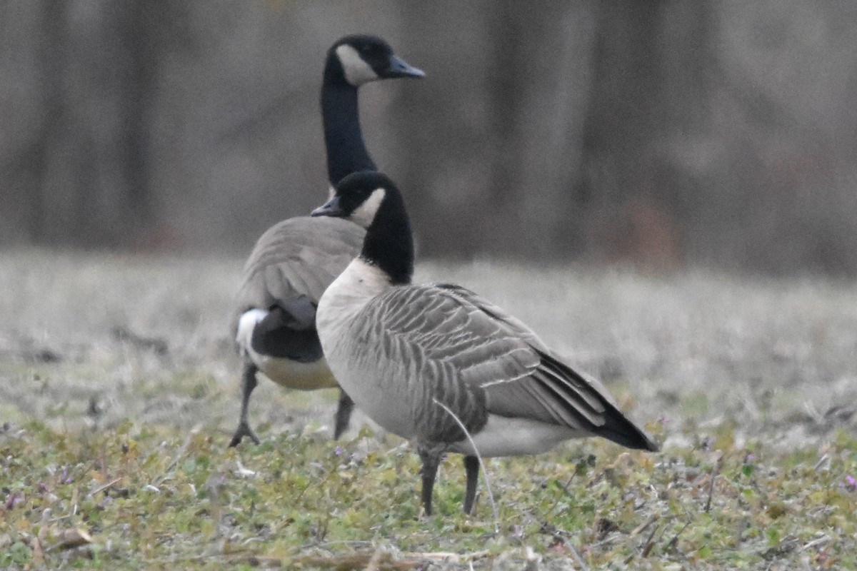 Cackling Goose (Richardson's) - ML647371310