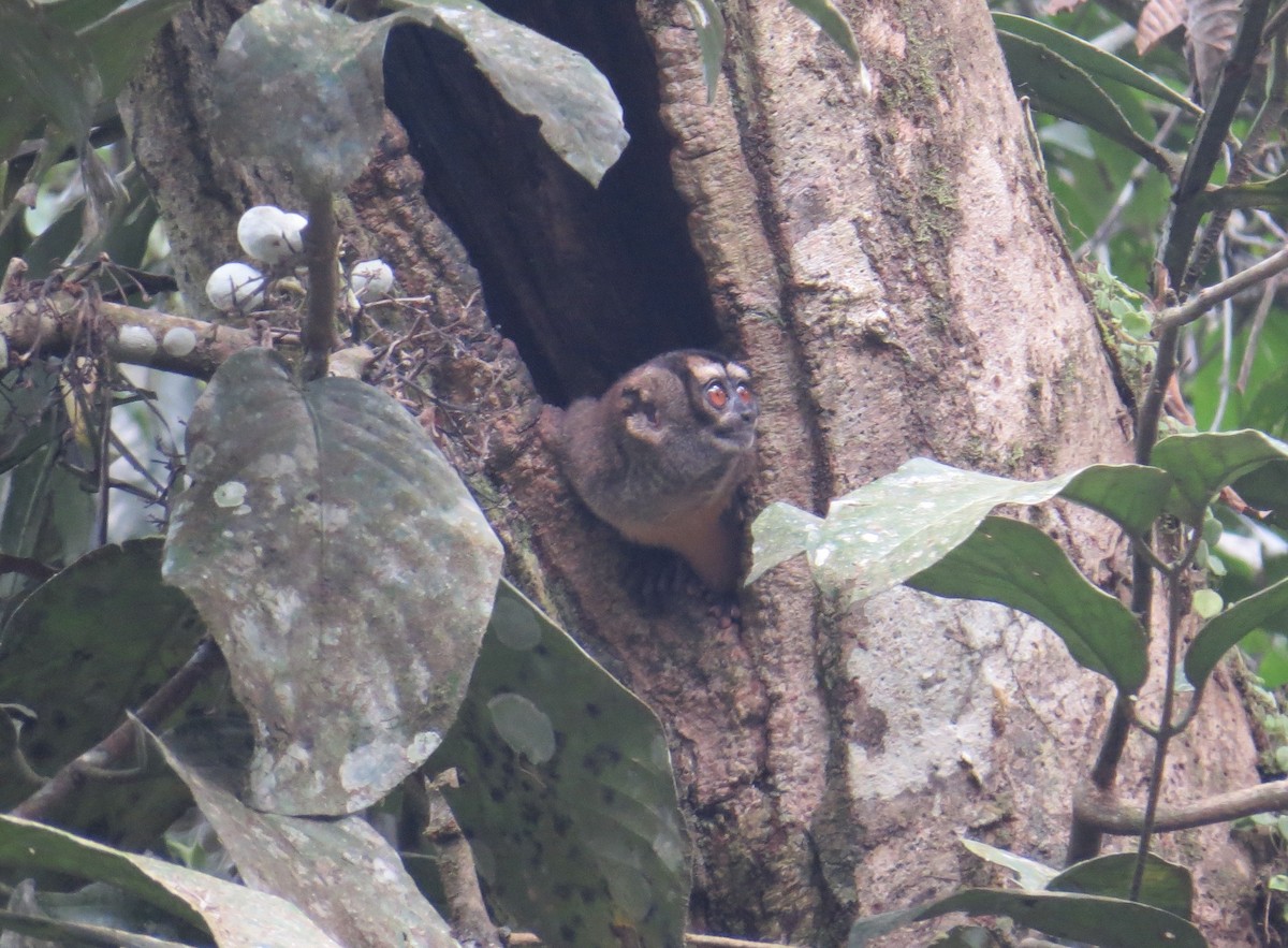 Night Monkeys - ML647371312