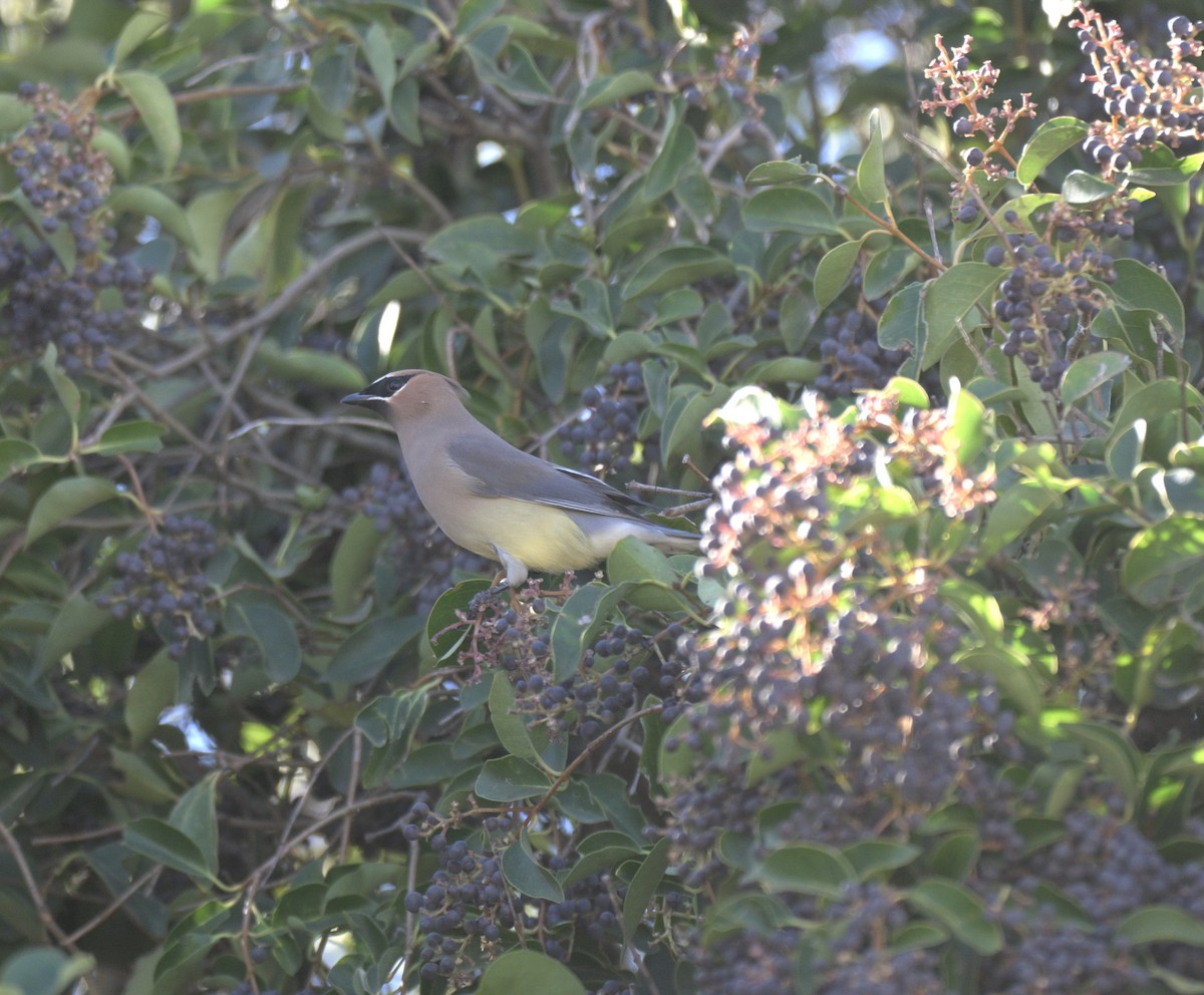 Ampelis Americano - ML647371314