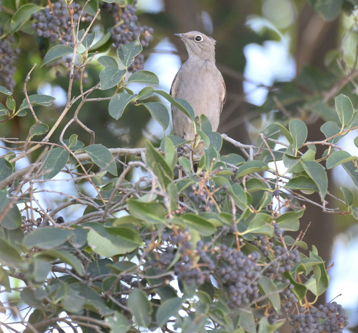 Solitario Norteño - ML647371316