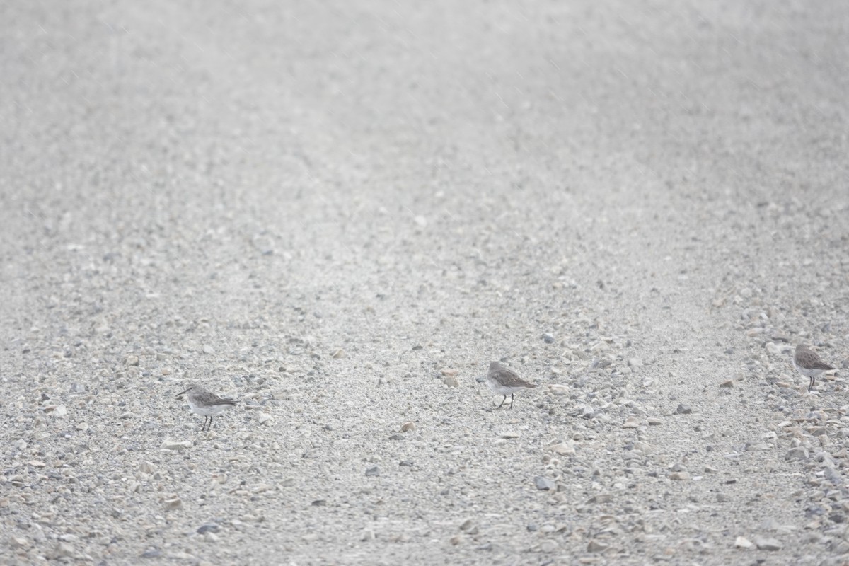 Бонапартов песочник - ML647371318