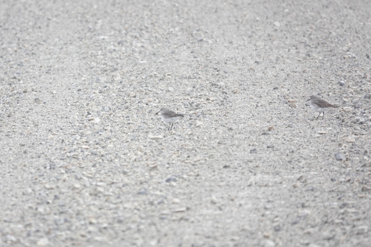 Бонапартов песочник - ML647371319