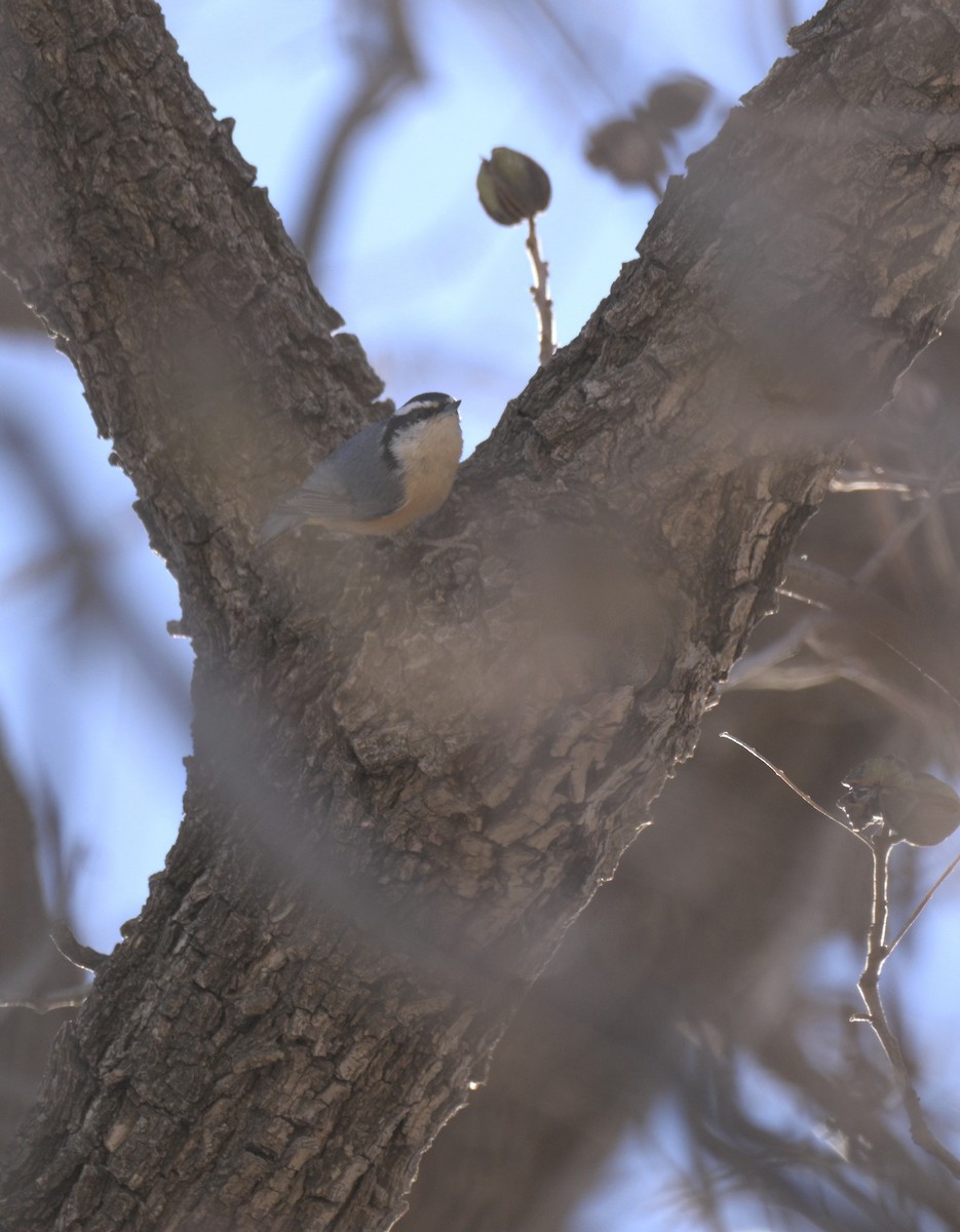 Trepador Canadiense - ML647371322