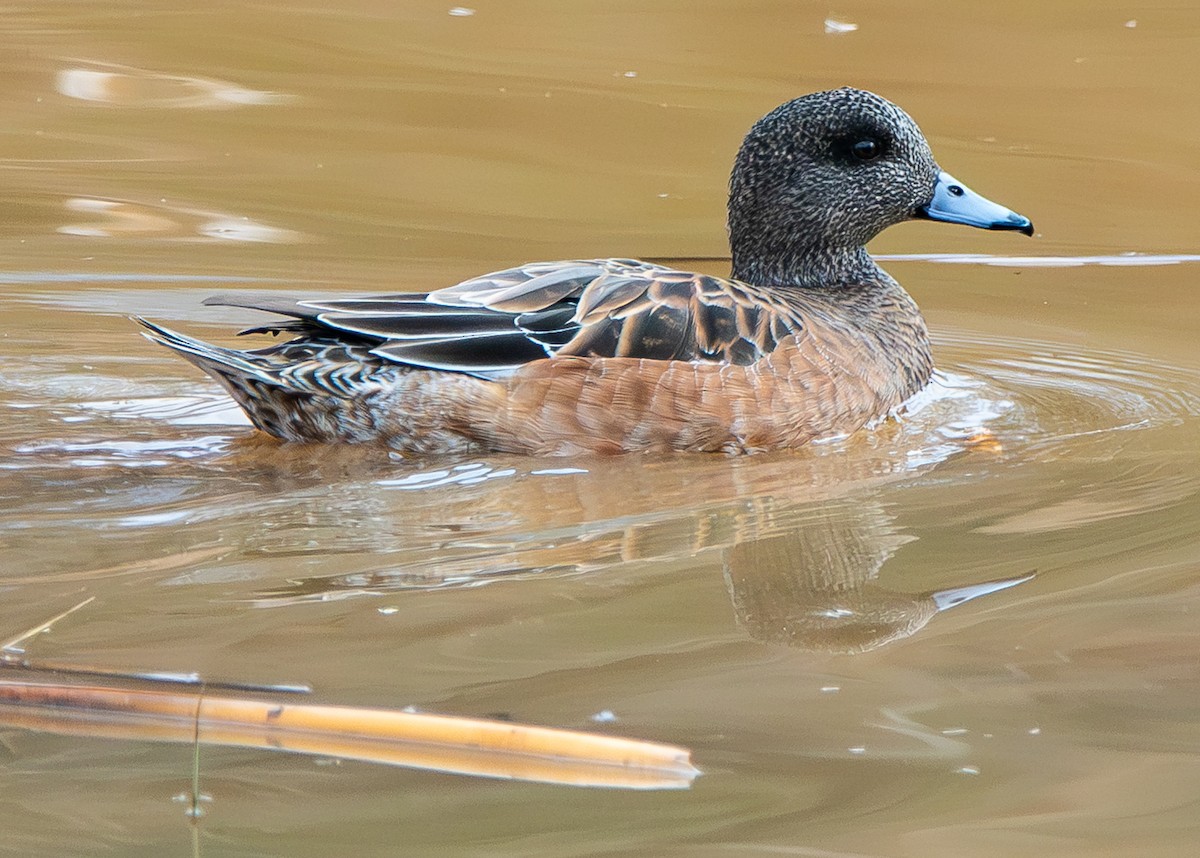 葡萄胸鴨 - ML647371323
