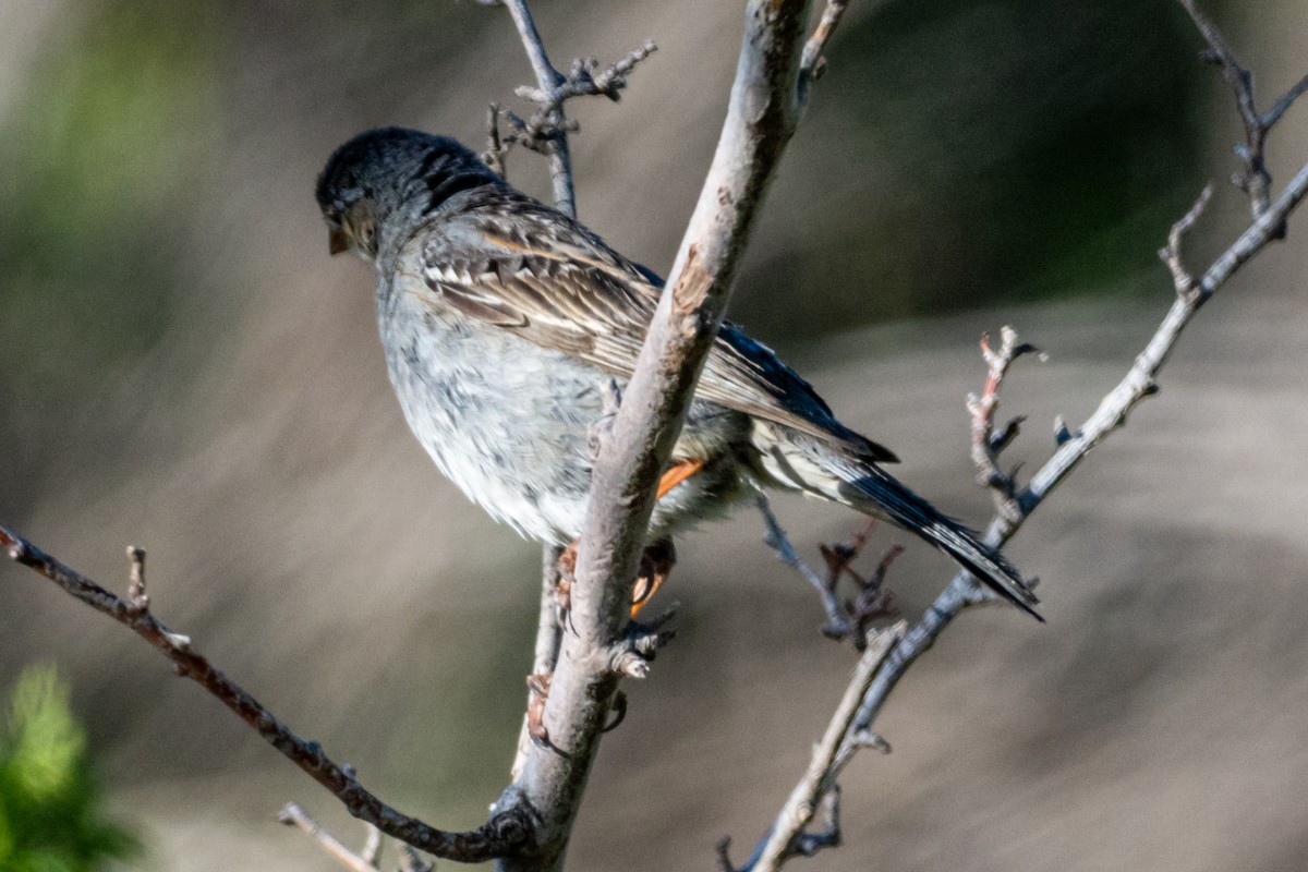 Mourning Sierra Finch - ML647371331