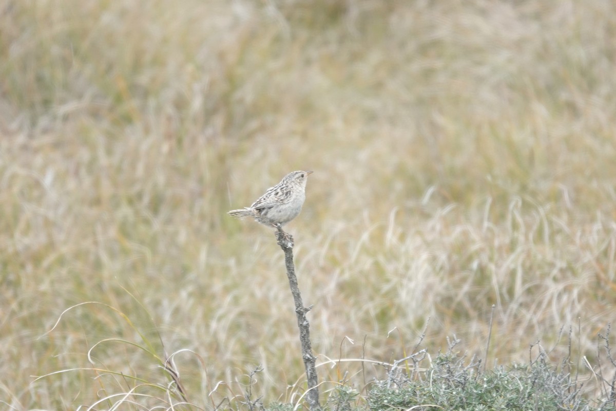 Grass Wren - ML647371337