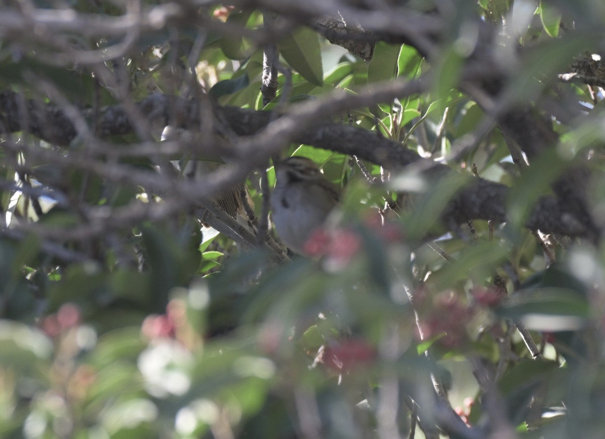 Chingolo Arlequín - ML647371339