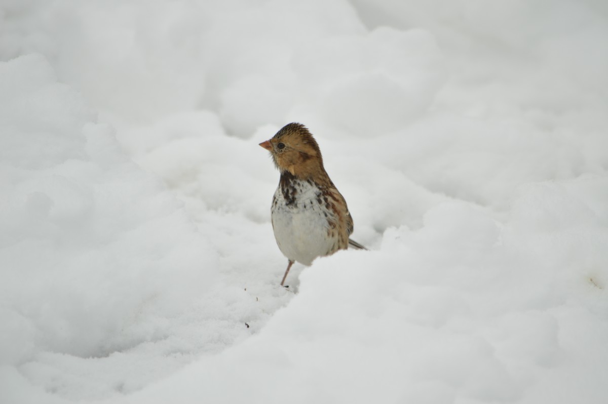 Harris's Sparrow - ML647371340