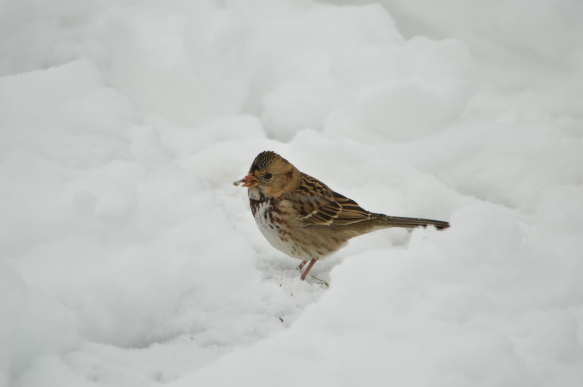 Harris's Sparrow - ML647371341