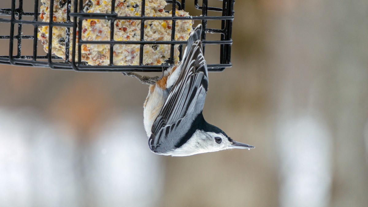 White-breasted Nuthatch - ML647371391