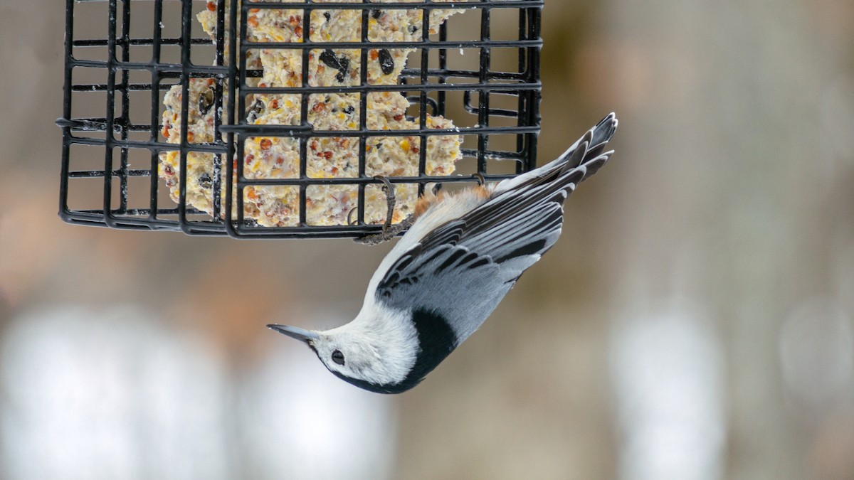 White-breasted Nuthatch - ML647371392