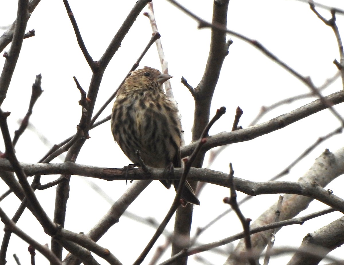 Pine Siskin - ML647371401