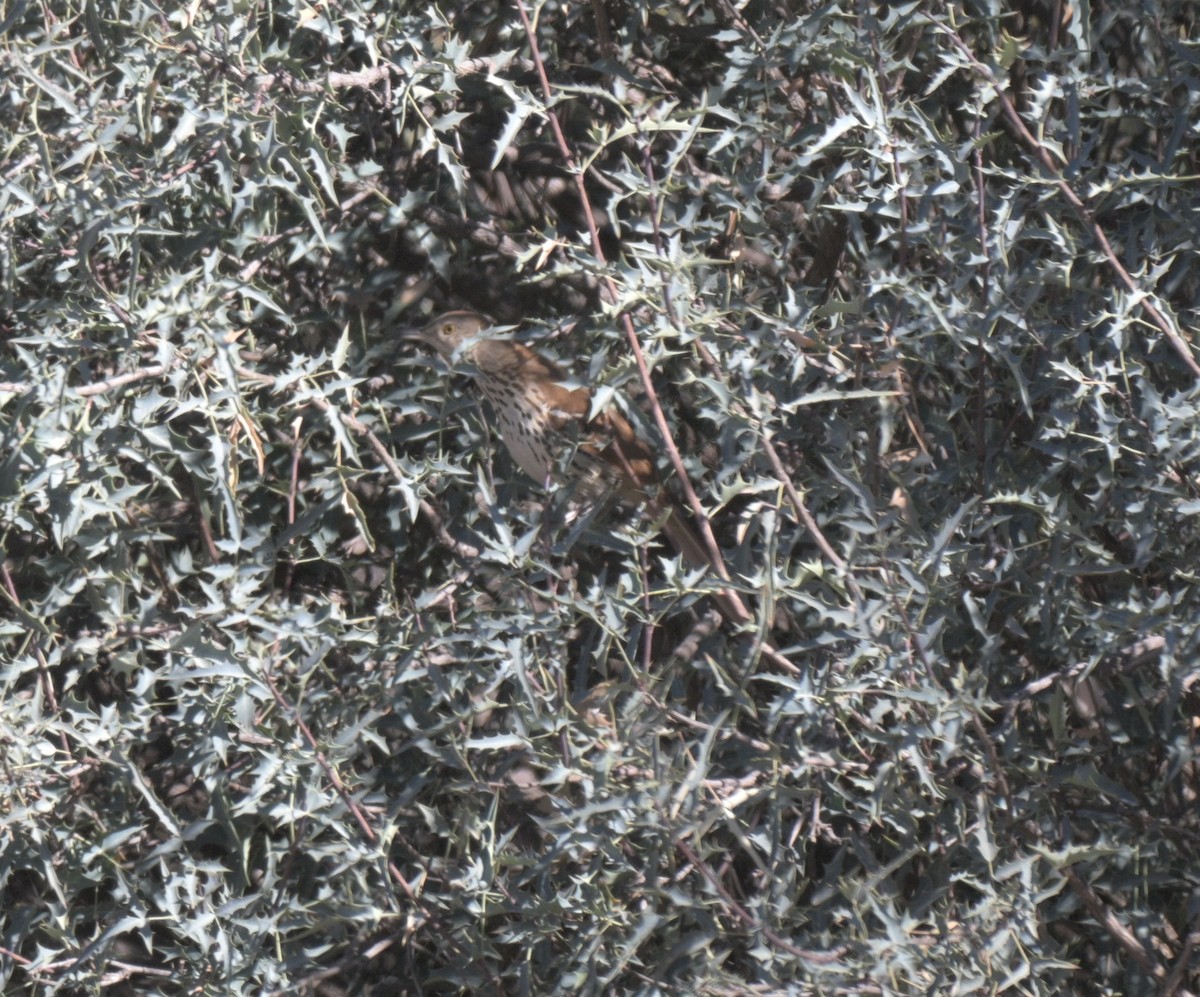 brunspottefugl - ML647371402