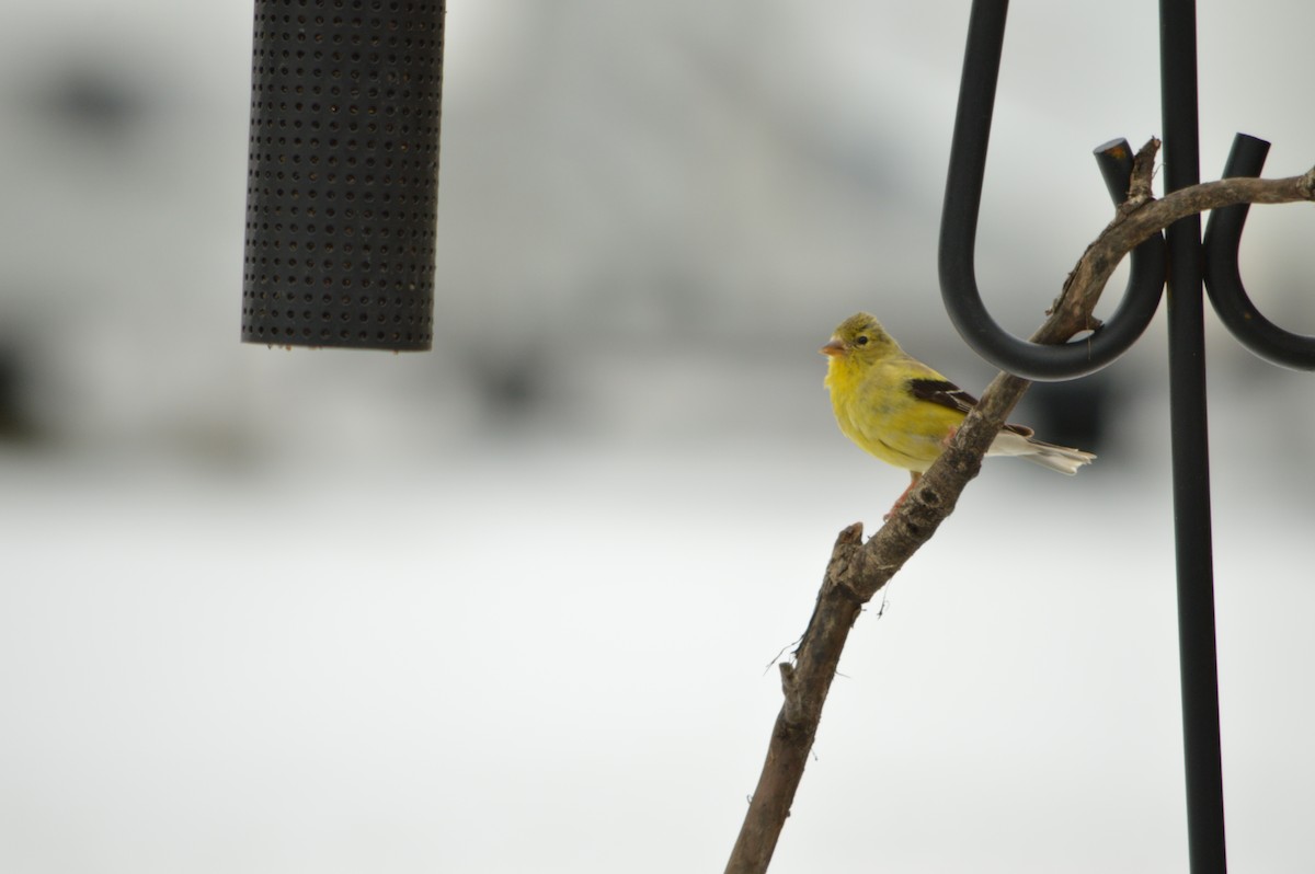 American Goldfinch - ML647371403