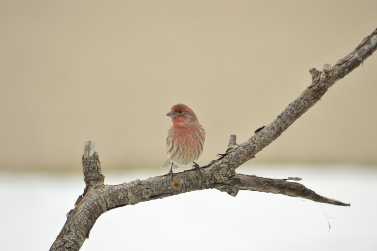 House Finch - ML647371416