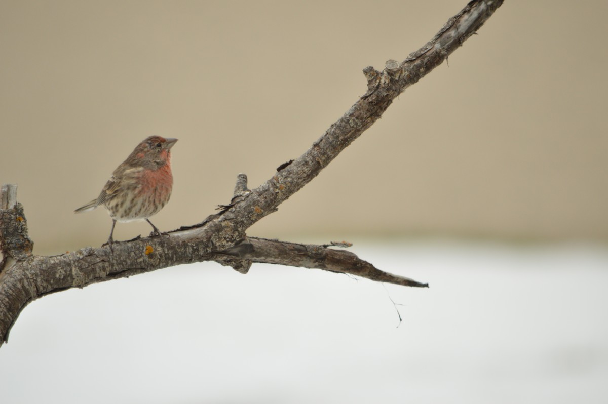 House Finch - ML647371422