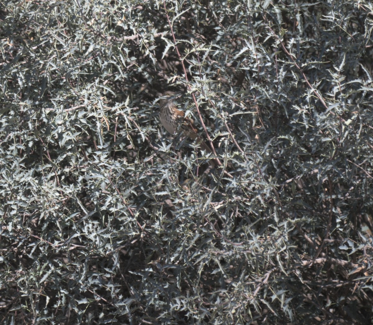 brunspottefugl - ML647371425