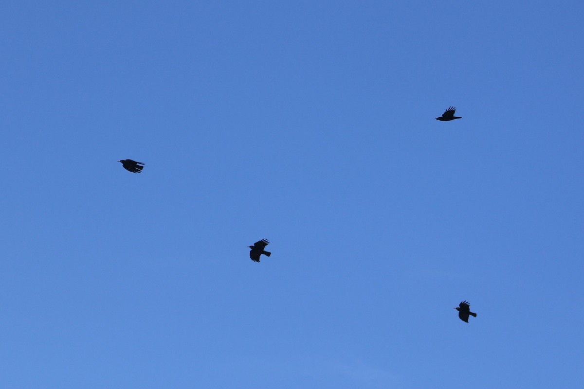 ベニハシガラス - ML647371435