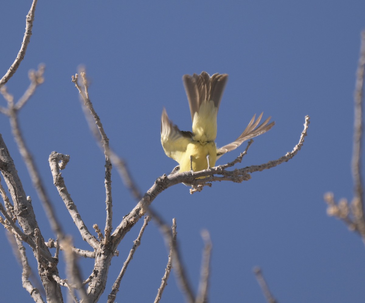 Tirano Silbador - ML647371437