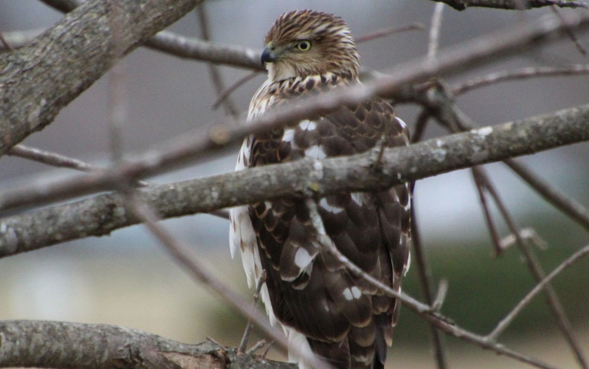 Cooper's Hawk - ML647371440