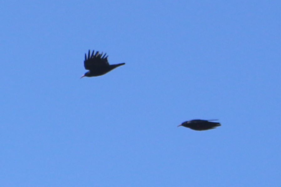 ベニハシガラス - ML647371441