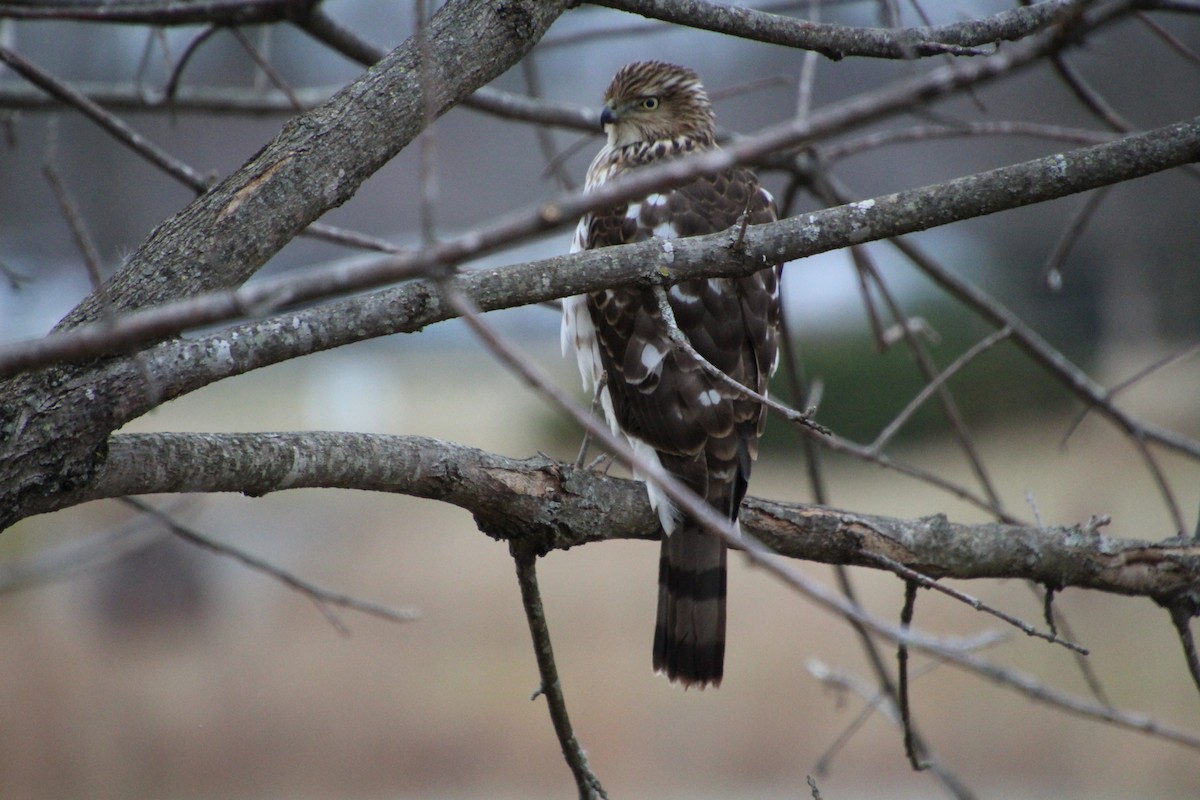 Cooper's Hawk - ML647371443