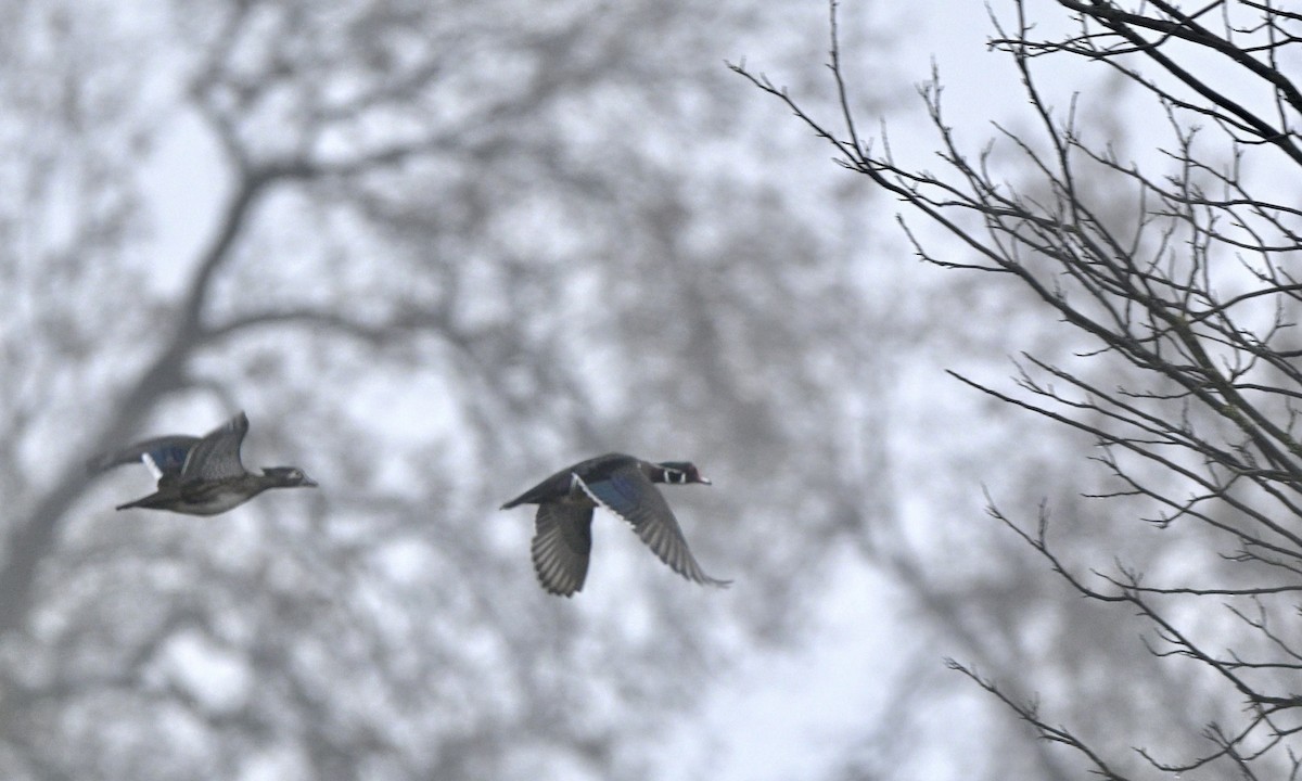 Canard branchu - ML647371444